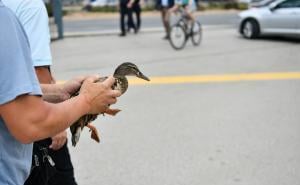 Foto: A.K./Radiosarajevo.ba / Lijep gest u Sarajevu, spašena patka i pačići